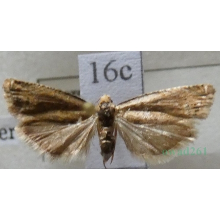 Eucosma balatonana (Osthelder, 1937) Czech16c
